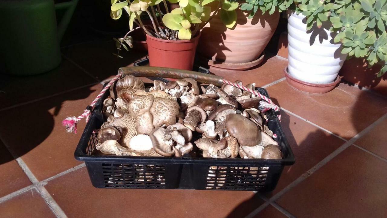 Casa de Campo Arroyo Milano